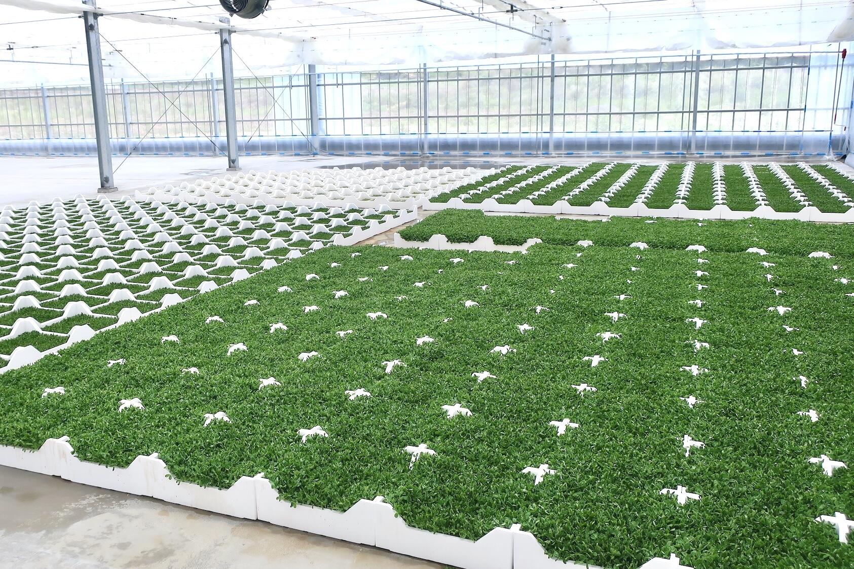 ニュースリリース&トピックス｜村上農園